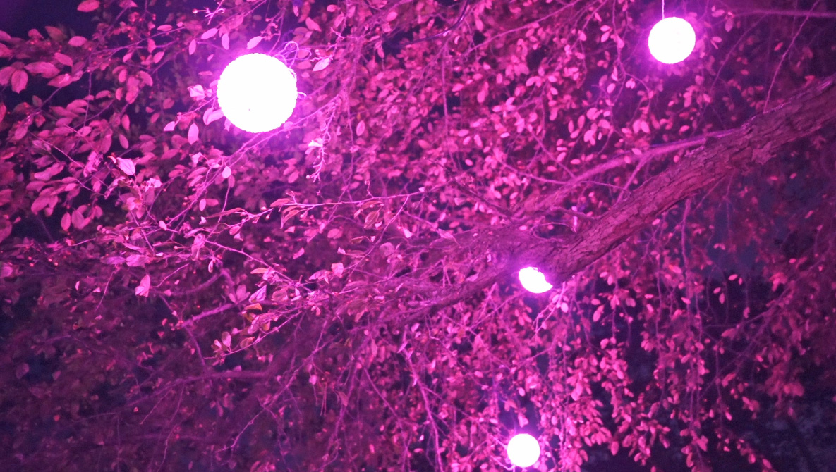 Blossom of Lights Home Blossom of Lights